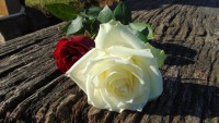 rose rose