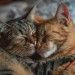 affectionate-cats-grooming-each-other-with-background-free-photo