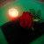 Rose massage Rose massage