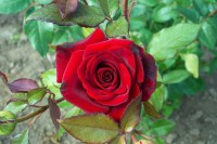 images images